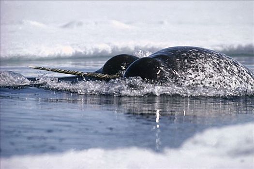 独角鲸,一角鲸,一对,平面,巴芬岛,加拿大
