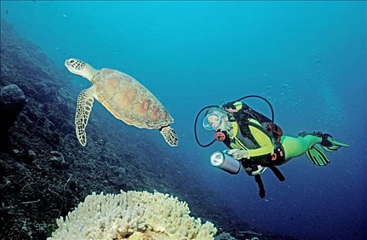 绿海龟,潜水者,龟类,马尔代夫,岛屿,印度洋,阿里环礁