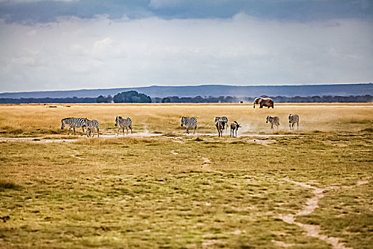 肯尼亚安博塞利国家公园斑马生态环境