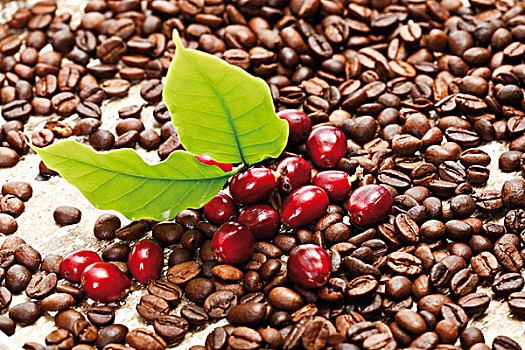 红色,咖啡,浆果,阿拉伯咖啡,床,咖啡豆,叶子