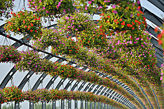 辰山植物园花廊