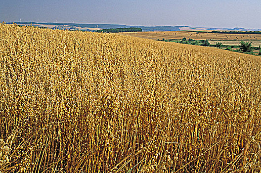 法国,燕麦,土地