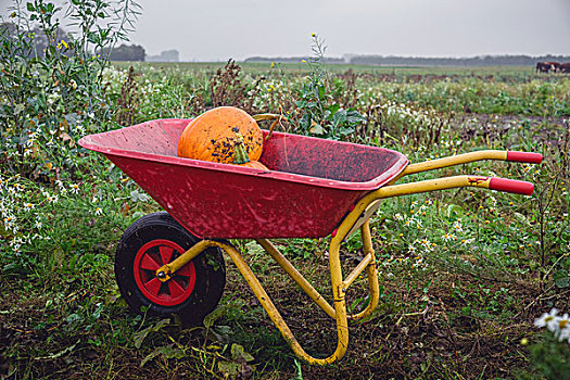 手推车,橙色,乡村,地点,十月