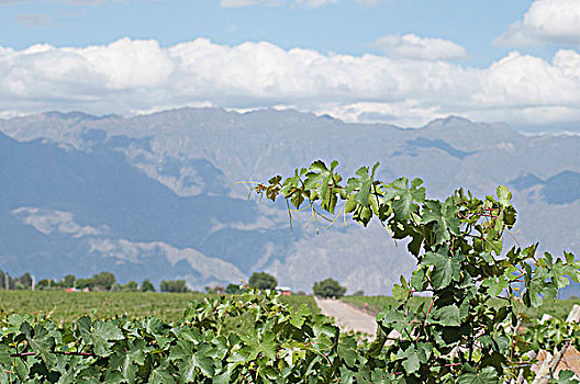 葡萄园,山谷,拉里奥哈,省,阿根廷