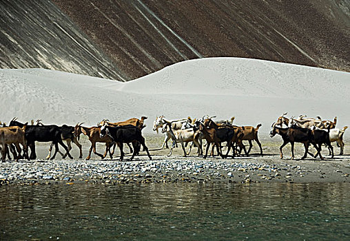 牧群,山羊,湖岸,山谷,查谟-克什米尔邦,印度
