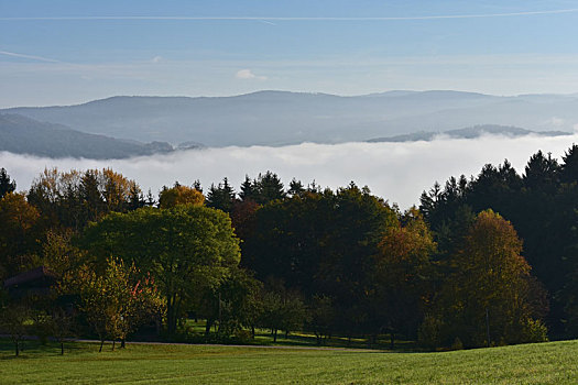 雾,山谷,正面,巴伐利亚森林