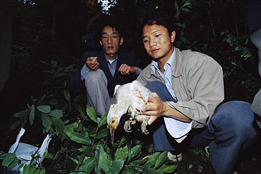 朱鹭,日本,鸟,研究人员,孵化动物,陕西