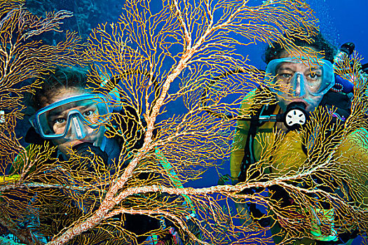 两个,潜水,后面,狂热,珊瑚,帕劳,大洋洲
