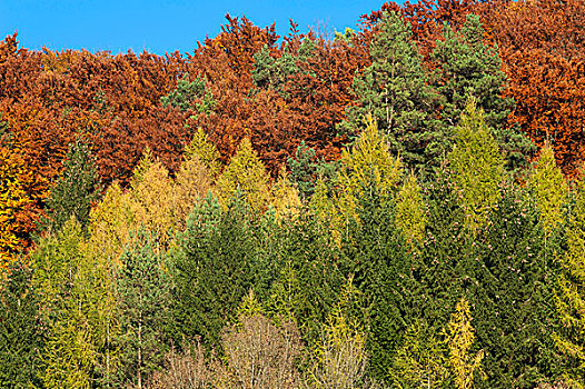 欧洲,落叶松属植物,山毛榉,树,秋天,彩色,上弗兰科尼亚,巴伐利亚,德国