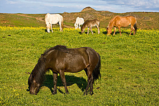 冰岛马,冰岛