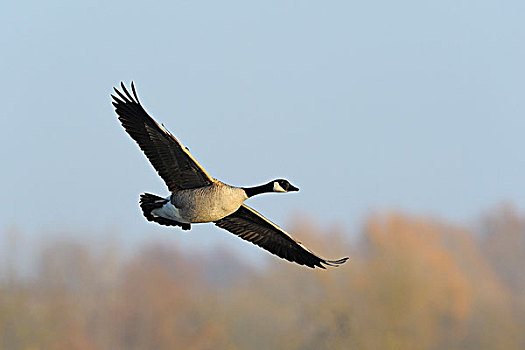 黑额黑雁,加拿大雁,飞行,自然保护区,黑森州,德国