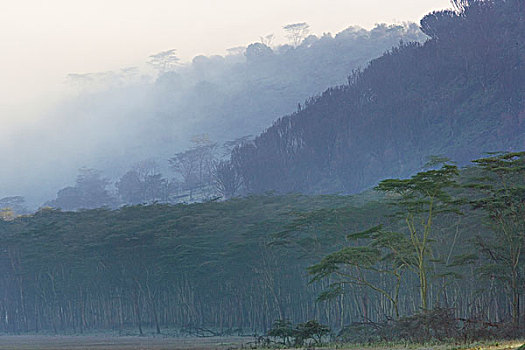黄色,发烧,树,树林,雾气,刺槐,纳库鲁湖国家公园,肯尼亚