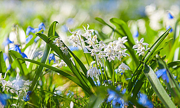 绵枣儿属植物,蓝色,白色,春花,特写,聚焦