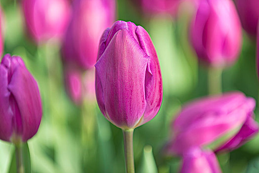 特写,紫色,郁金香,开花,库肯霍夫花园,展示,荷兰南部,荷兰,欧洲
