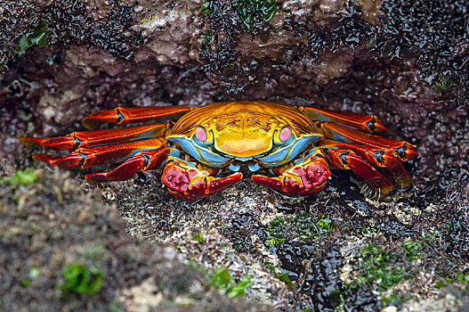红岩,螃蟹,家族,湿地,岛屿,加拉帕戈斯群岛,厄瓜多尔,南美