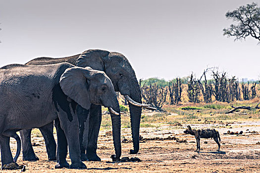 博茨瓦纳,乔贝国家公园,萨维提,非洲野狗,非洲野犬属,对抗,大象,水潭