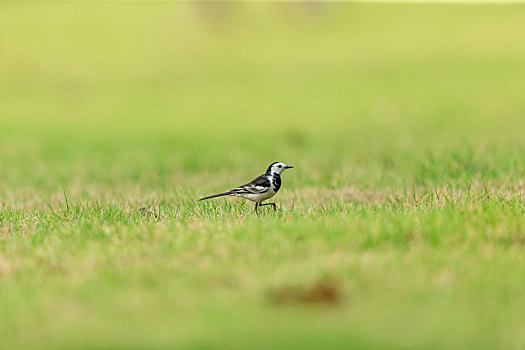 公园草坪上闲逛的白鹡翎鸟