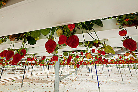 草莓植物,农场