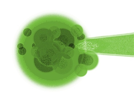 绿色植物,细胞,基因,刺,白色背景