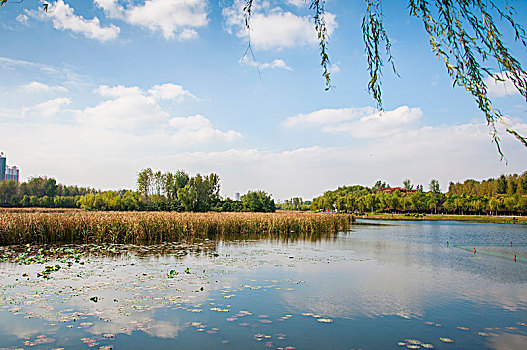 生态湿地环境