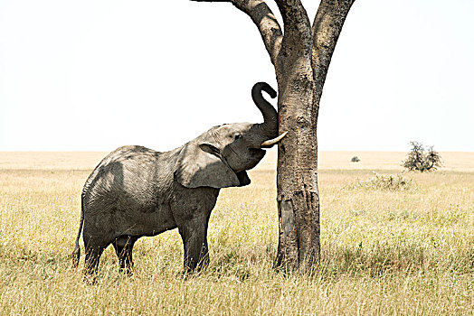 幼兽,雄性动物,非洲象,象鼻,獠牙,树,塞伦盖蒂国家公园,坦桑尼亚