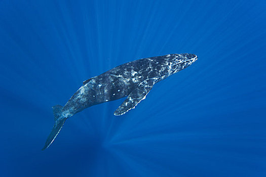 夏威夷,毛伊岛,驼背鲸,大翅鲸属,鲸鱼,水下