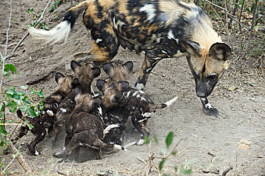 非洲野狗,非洲野犬属,母亲,星期,老,幼仔,巢穴,北方,博茨瓦纳