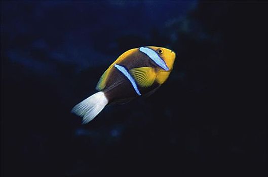 小丑鱼,所罗门群岛,南太平洋