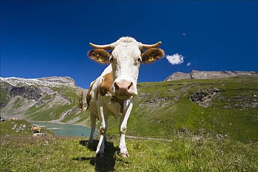 母牛,草场,高山湖,高,高山,道路,国家公园,陶安,卡林西亚,奥地利