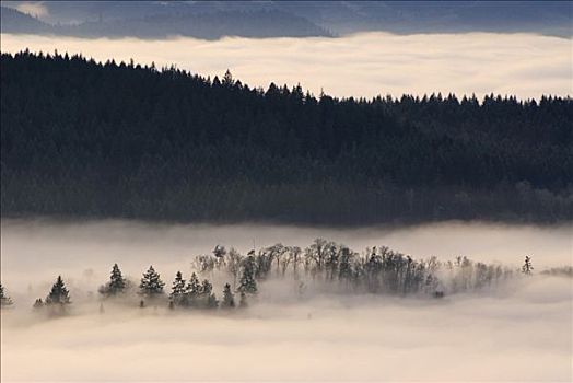 树林,遮盖,雾,山岗,视点,俄勒冈,美国