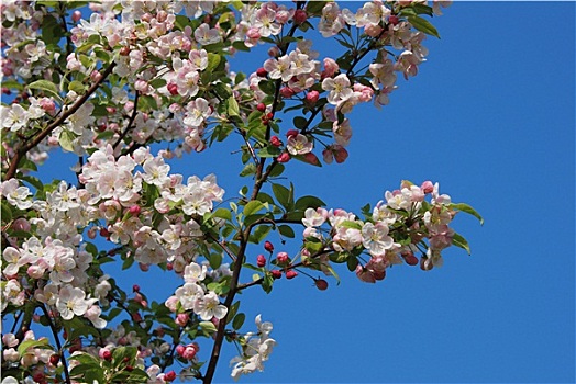 山楂树,花,春天