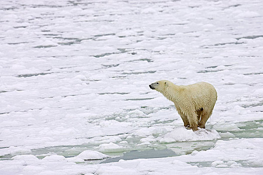北极熊,幼兽,站立,海冰,丘吉尔市,曼尼托巴,加拿大,冬天
