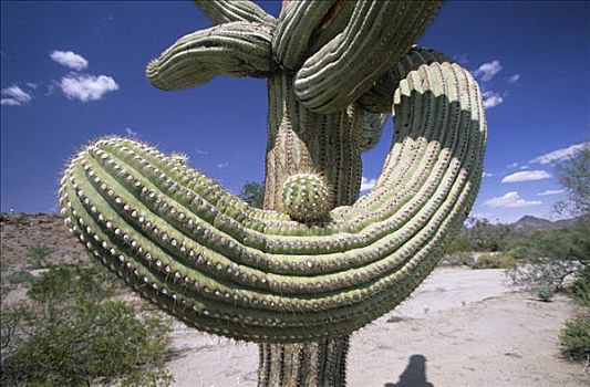 美国,亚利桑那,国家野生动植物保护区,巨柱仙人掌