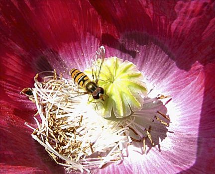 俯拍,蜜蜂,花