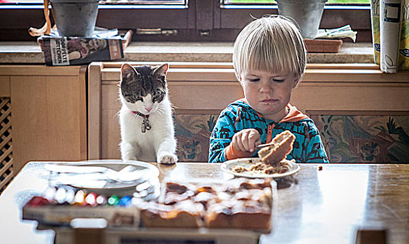 孩子,猫,早餐,厨房用桌,半身像