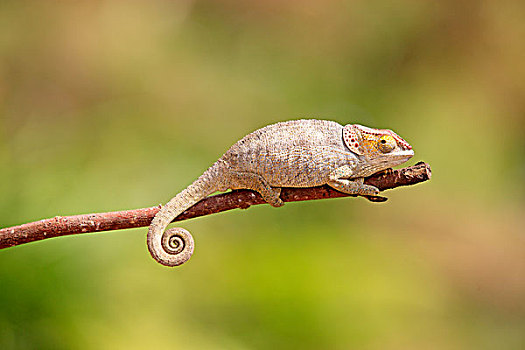 雌性,觅食,马达加斯加,非洲