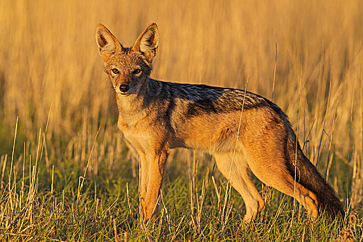 黑背狐狼,黑背豺,走,草地,卡拉哈里沙漠,卡拉哈迪大羚羊国家公园,南非,非洲