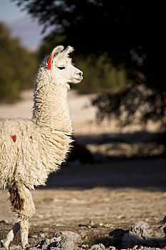 羊驼,国家级保护区,区域,安托法加斯塔,阿塔卡马沙漠,智利