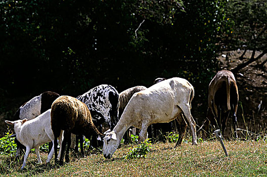 安提瓜岛,绵羊