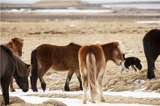冰岛马,草地