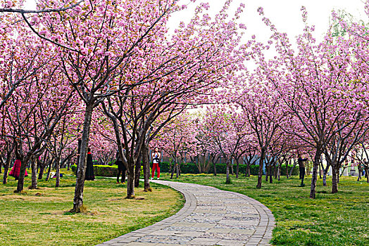 樱花小路