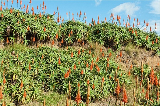 红花,沿岸,靠近,丰沙尔,城镇,马德拉岛,岛屿,葡萄牙