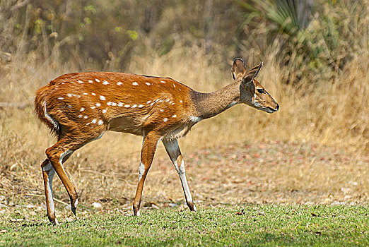 雌性,岬角,捻角羚,露营,靠近,莫雷米禁猎区,奥卡万戈三角洲,博茨瓦纳,南非
