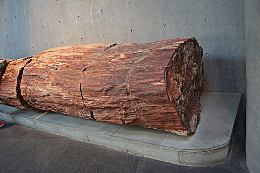 硅化木木化石