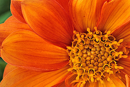 橙色,金盏花,雏菊