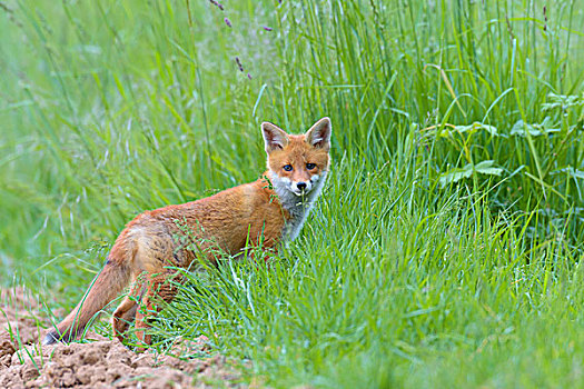 幼兽,红狐,狐属,黑森州,德国