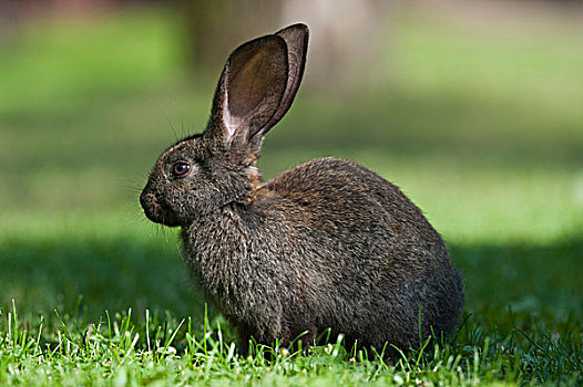 驯服,兔子,兔豚鼠属,波兰,欧洲