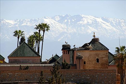 屋顶,积雪,阿特拉斯山区,白鹳,玛拉喀什,摩洛哥