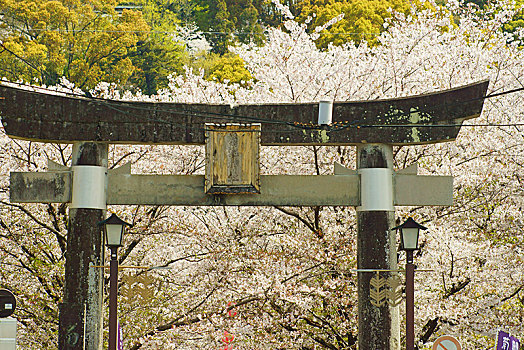 樱花,神祠