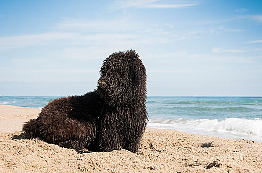 小狗,沙子,挖,海滩